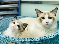 -纳吉亚猫专科动物医院博雅分院