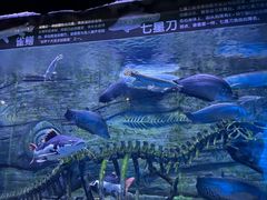 -芜湖新华联大白鲸海洋公园