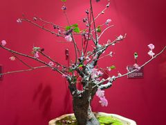 -香雪海·蘇面館(湖滨店)