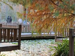 -五缘湾湿地公园