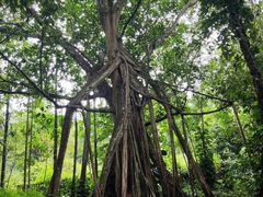 -中国科学院西双版纳热带植物园