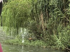 -青枫公园