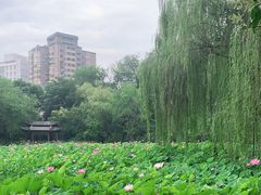 -莲湖公园