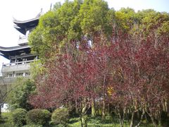 DSCN4956-范蠡湖公园