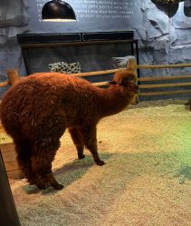 -Zoolung Zoolung动物主题公园(海信广场店)