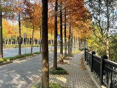 -上海长兴岛郊野公园