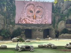 -新加坡飞禽公园