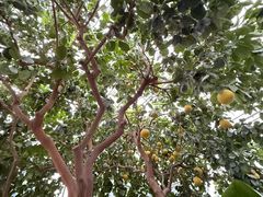 -国家植物园南园