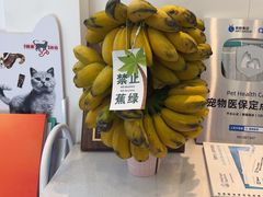 -瑞派·关忠动物医院·猫专科·犬专科(三环新城店)