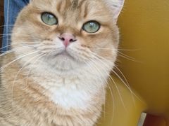 -藏猫猫咖啡主题馆(中央大道店)