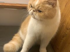 -喵园·猫主题咖啡厅·撸猫·猫咖(国贸店)