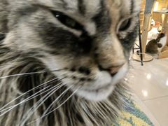-平行世界·猫咖(首经贸店)