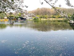 -上海共青森林公园