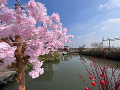 -樂桃源奉贤黄桃种植采摘基地