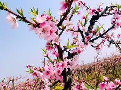 -南汇桃花村