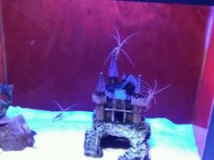 -芜湖新华联大白鲸海洋公园