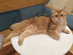 -滚猫咖啡·猫咖·猫友好撸猫(未来城店)