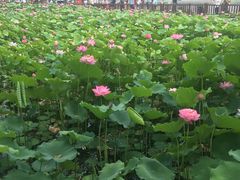 -莲花池公园