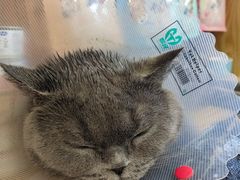 -中农大我爱我爱动物医院·核磁CT·猫病·24小时夜诊中心(石佛营店)