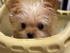 -安安宠医宠物医院·异宠·犬猫内科(岳阳分院)