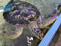 -鸿通城购物中心