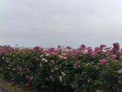 -贡湖湾湿地公园