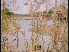 -鹤之洲湿地公园