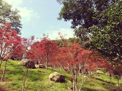 -广州市帽峰山景区