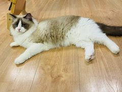-MOYOYO猫咪咖啡店