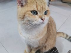 -Heymao猫咖.咖啡厅(东门店)