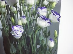 -曲阳花鸟市场(曲阳路店)
