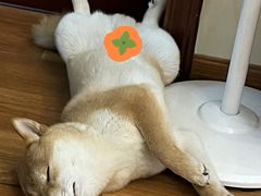 -瑞鹏宠物医院华南总院·夜诊·心脏科·骨科
