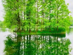 -上海共青森林公园