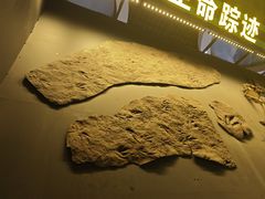 -诸城市恐龙博物馆
