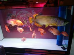 -保定市花鸟鱼虫市场