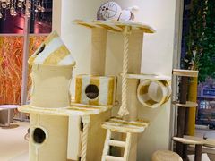 -藏猫猫咖啡主题馆(中央大道店)