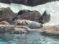 -海合安成都极地海洋公园