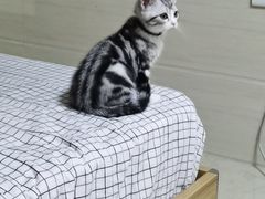 -lincat·猫舍(广州店)