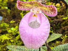 -国家植物园南园