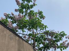 -青果巷历史文化街区