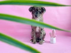 -1013 PET SHOP精品宠物商店(丁香店)