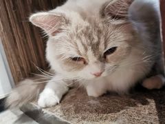 -瞄一喵猫咖(格力海岸店)