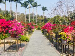 -莲花山公园