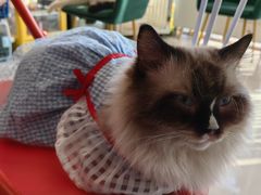 -平行世界·猫咖(首经贸店)
