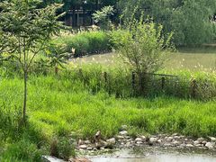 -北京麋鹿生态实验中心