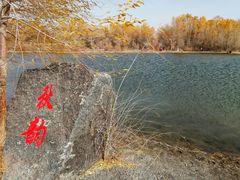 -金塔沙漠胡杨林景区