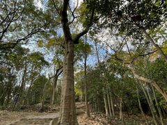 -上海佘山国家森林公园天马山园