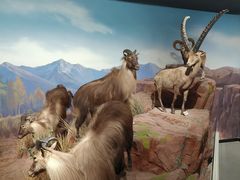 -陕西自然博物馆