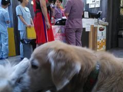 -严国平动物医院(德政总院)