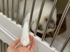 -东方名猫馆·英短金渐层布偶猫舍(环线广场1号楼店)